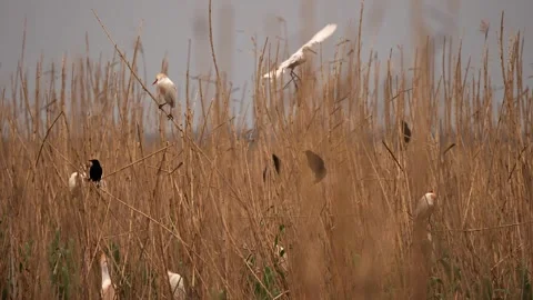 Multiple Birds Perching on Long Grass Stock-Footage 277911664