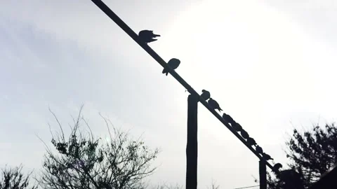 Multiple Bird's Silhouette Sitting High On a Wooden Pole Stock Footage 169534932