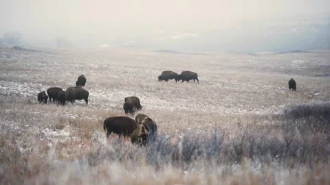 Multiple Bison Roaming in Snowy Field Stock Footage 240114552