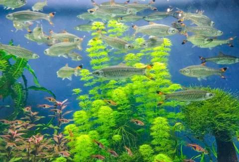 Multiple black and white small fish in exotic nature swiming in deep water wi Stock Photos