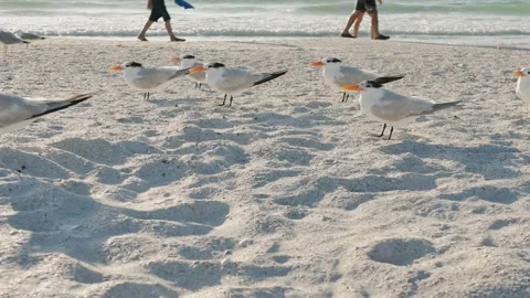 Multiple Black, white, and gray Royal Terns with an orange beak low view looking Stock Footage 302606822