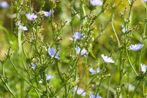 Multiple blue chicory flowers closeup with selective focus on foreground Stock Photos