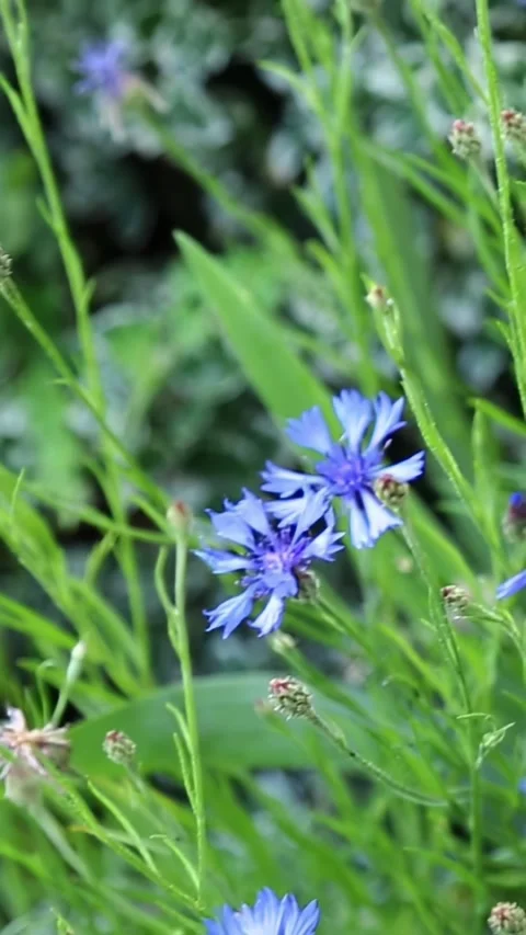 Multiple blue cornflowers blooming densely in lush green natural habitat Stock Footage 313680883