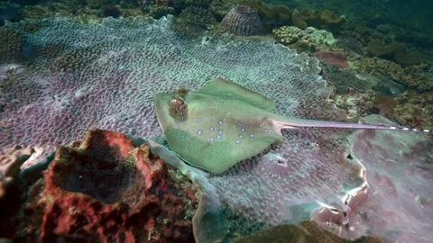 Multiple blue spotted sting rays swim over coral reef Stock-Footage 124407108