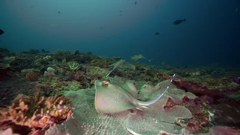 Multiple blue spotted sting rays swim over coral reef Stock-Footage 124407243