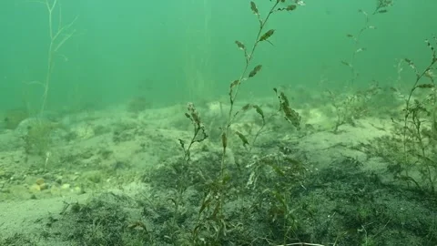 Multiple Bluegill Lepomis macrochirus on spawning beds Stock Footage 307600377