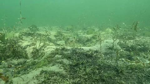 Multiple Bluegill Lepomis macrochirus on spawning beds Stock Footage 307600710