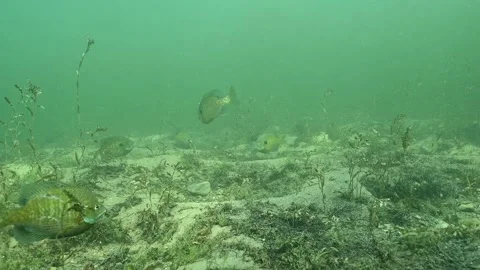 Multiple Bluegill Lepomis macrochirus on spawning beds Stock Footage 307600800