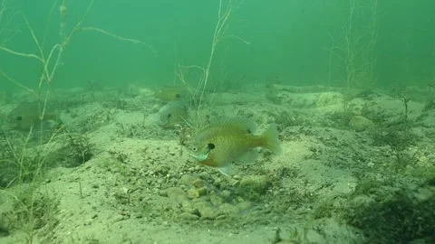 Multiple Bluegill Lepomis macrochirus on spawning beds Stock Footage 307600896