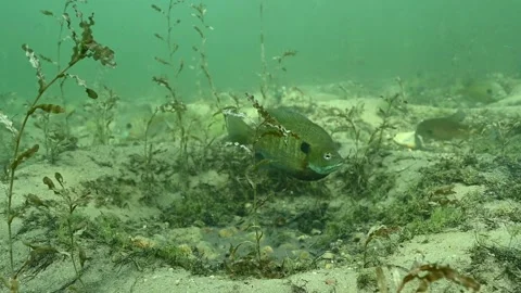 Multiple Bluegill Lepomis macrochirus on spawning beds Stock Footage 307601068