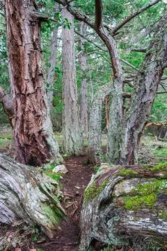 Multiple branches of a tree reaching out f the ground and into the forest Stock Photos