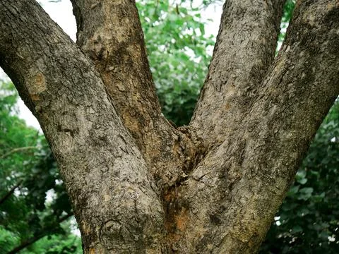 Multiple branches tree wood presented at green grass indian garden background Stock Photos