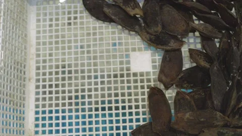 Multiple Breeding Cat Shark Eggs In a basket Vídeos de archivo 340385244