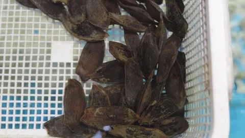 Multiple Breeding Cat Shark Eggs In a basket Stockbeeldmateriaal 340636108