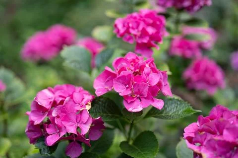 Multiple Bright Pink Hydrangea Flowers in a Lush Garden Stock Photos