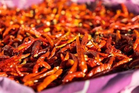 Multiple bright red sun dried red chillies Stock Photos