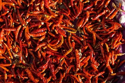 Multiple bright red sun dried red chillies Stock Photos