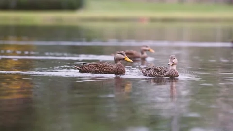 Multiple brown mallard ducks swimming on a lake Stock Footage 262978318