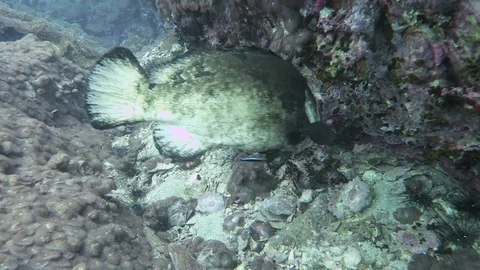 Multiple Brown marbled Groupers Stock Footage