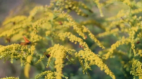 Multiple bugs on a plant Stock-Footage 92876398