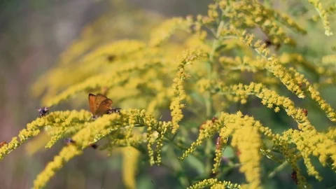Multiple bugs on a plant Stock Footage 92876403