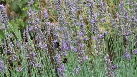 Multiple Bumble or honey bees flying around lilac heather. With a butterfly Stock Footage 204857884
