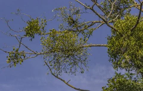 Multiple bunches of Mistletoe growing in a dead tree Stock-Fotos