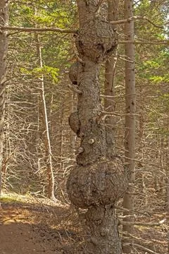 Multiple Burls on a Gnarled Tree Stockfoto's