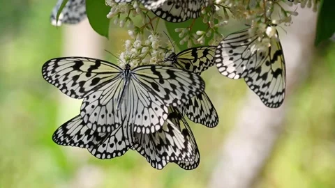 Multiple Butterflies White Flower Feeding and Flying Healing Slow Motion 스톡 동영상 342693232
