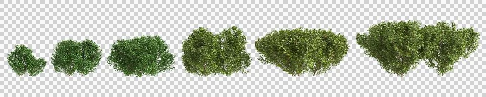 Multiple Buxus microphylla plants 3d illustration on transparent background Stock Illustration