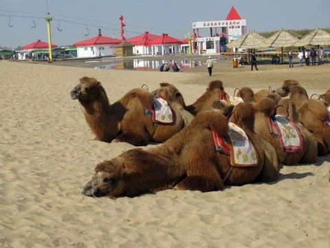 Multiple camels lying in a row in the Mongolian desert Stock Photos