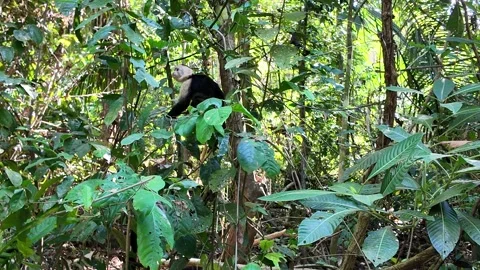 Multiple Capuchin monkeys jump around tr... | Stock Video | Pond5