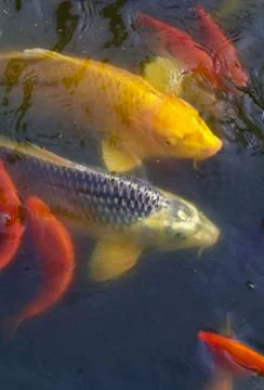 Multiple carp and gold and yellow coy fish waiting Stock Photos