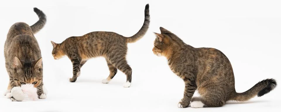 Multiple cat positions when walking freely and playing and sniffing on a white Foto stock