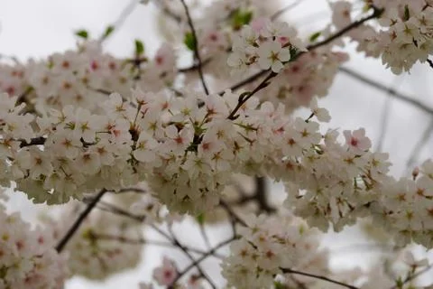 Multiple cherry branches in bloom Stock Photos