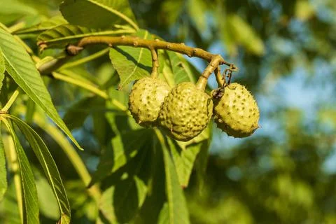 Multiple Chestnuts on a tree Foto stock