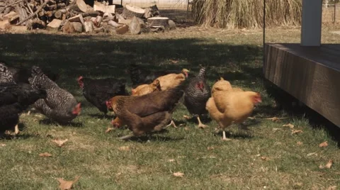 Multiple Chickens in Farm Yard - Medium Shot Stock Footage 46216701