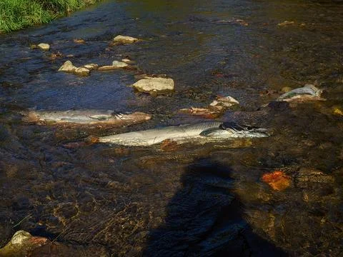 Multiple Chinook Salmon Carcasses Decomposing in a Shallow Creek 스톡 사진