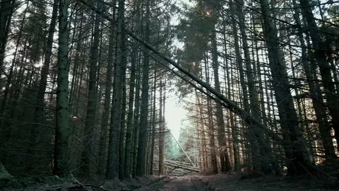 Multiple cinematic woods/forest clips by drone at sunset Stock Footage 227371688