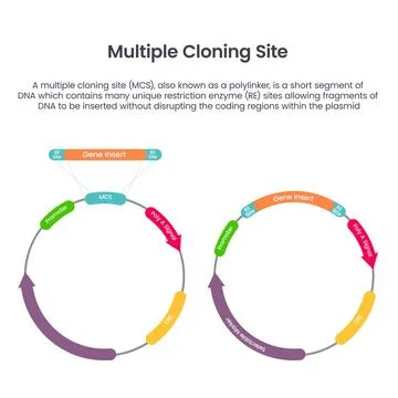 Multiple Cloning Site MCS scientific vector illustration infographic Illustrazione stock