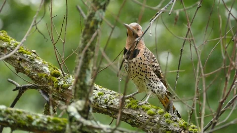 Multiple closeup shots of Northern Flicker flamboyant woodpecker bird Stock Footage 89159711