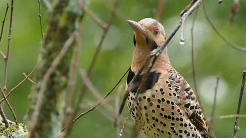 Multiple closeup shots of Northern Flicker flamboyant woodpecker bird - HD 1080p Stock Footage 91287937