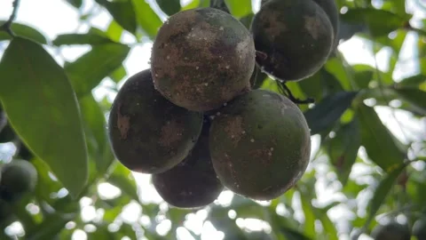 Multiple clusters of June plum develop along a branch surrounded by abundant Stock-Footage 329304533