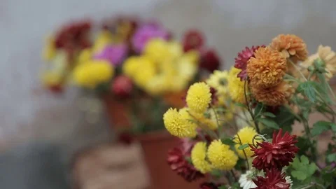 Multiple Colored Flowers in the Wind Stock Footage 74729694