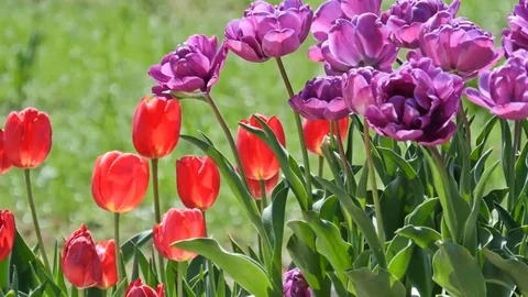 Multiple colored tulips in a garden Vídeos de archivo 73307164