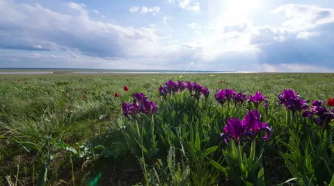 Multiple Colored Wild Irises Stock Footage 49573390