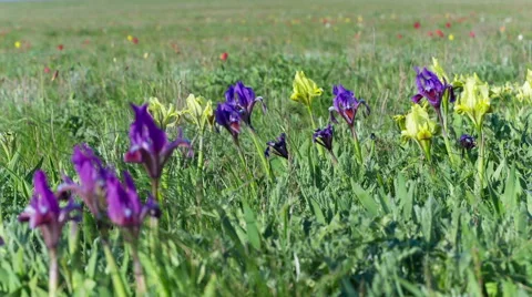 Multiple Colored Wild Irises in a Green Field Video stock 49622865