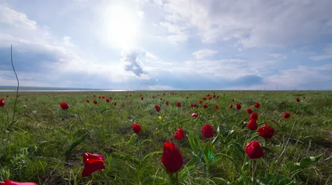 Multiple Colored Wild Tulips Stock Footage 49572918