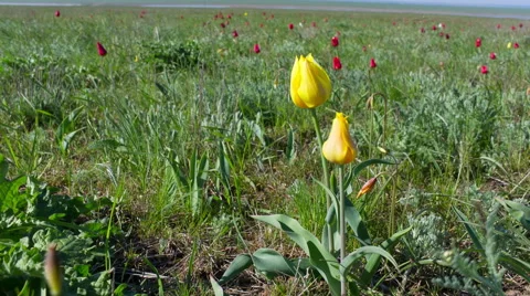 Multiple Colored Wild Tulips Stock Footage 49923817