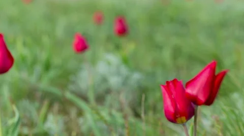 Multiple Colored Wild Tulips in a Green Field Stock Footage 49622485
